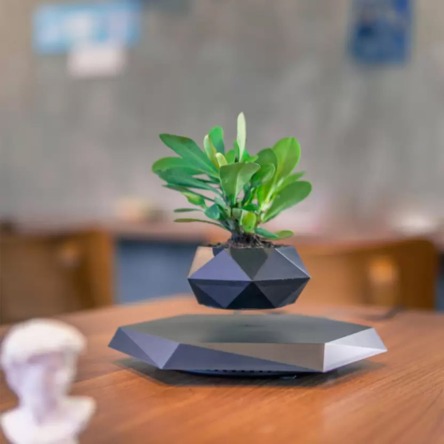 Plante en lévitation - Launchify